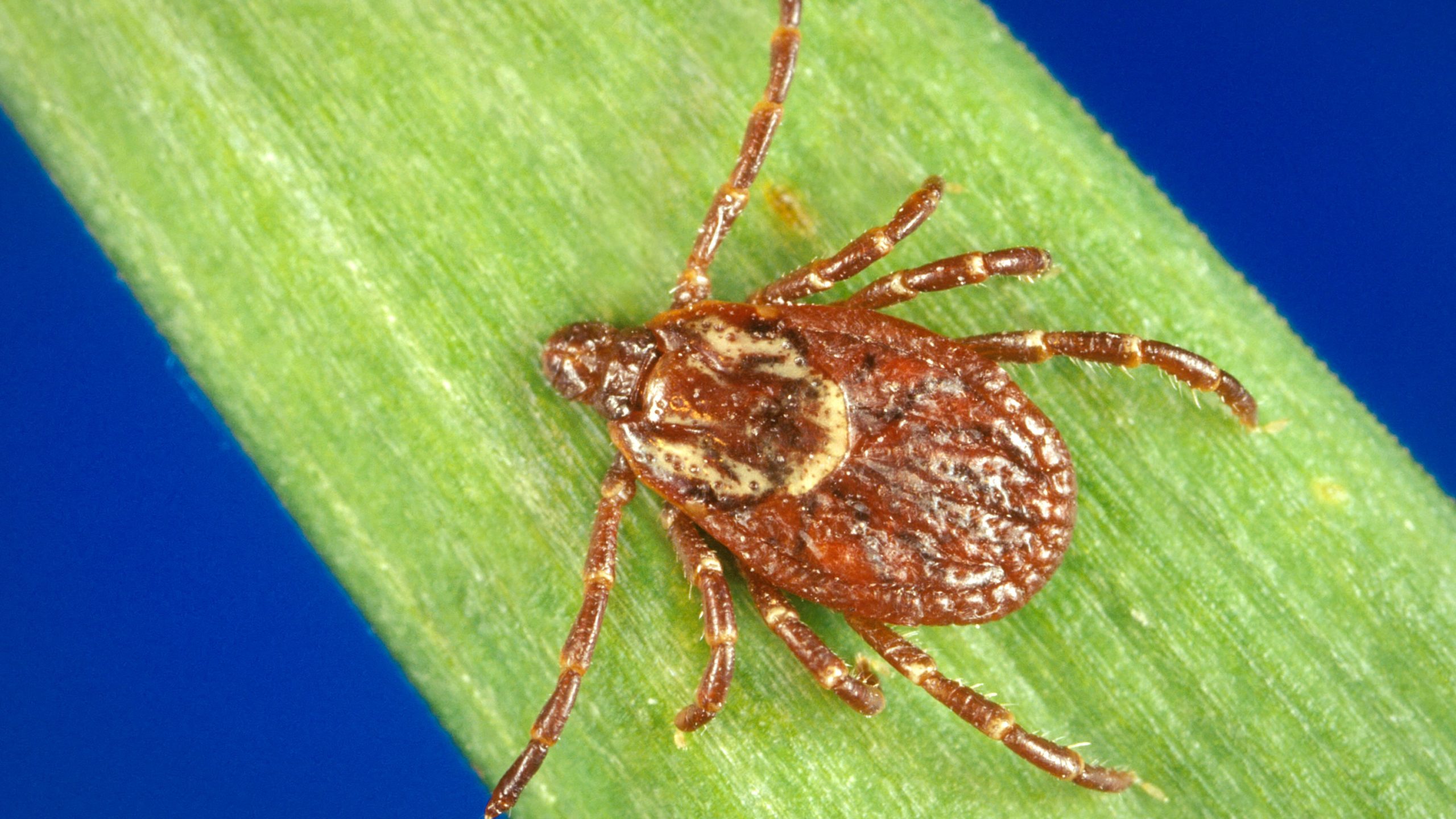 Click to enlarge American Dog Tick
