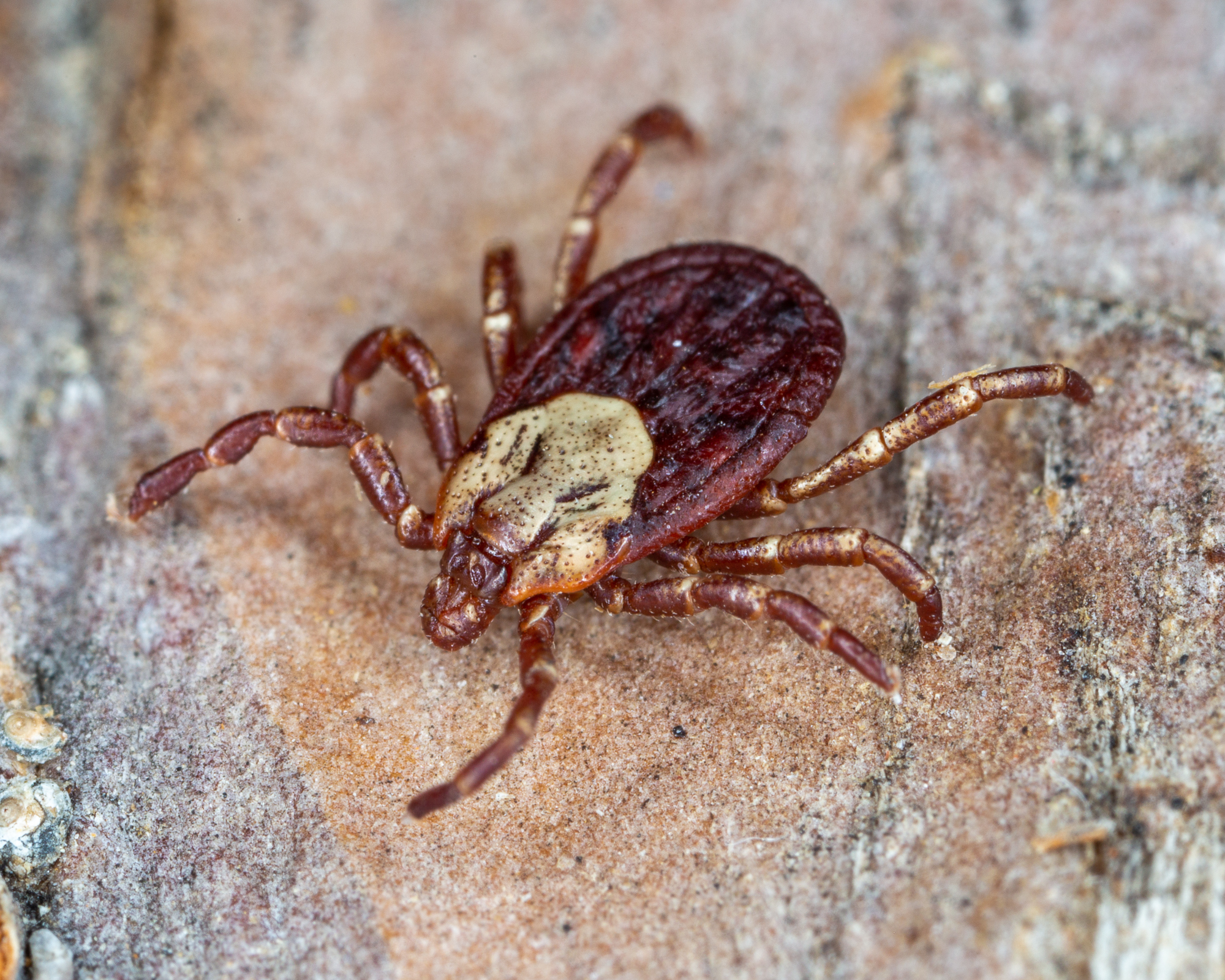 Click to enlarge Rocky Mountain Wood Tick
