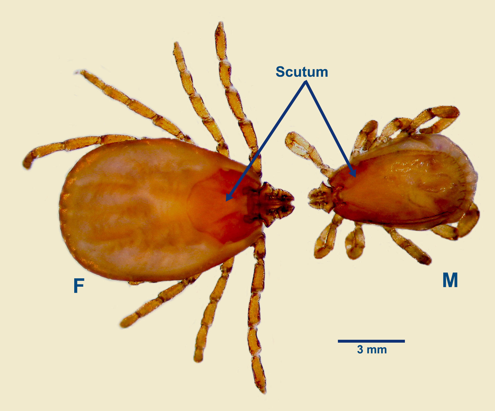 Click to enlarge Brown Dog Tick