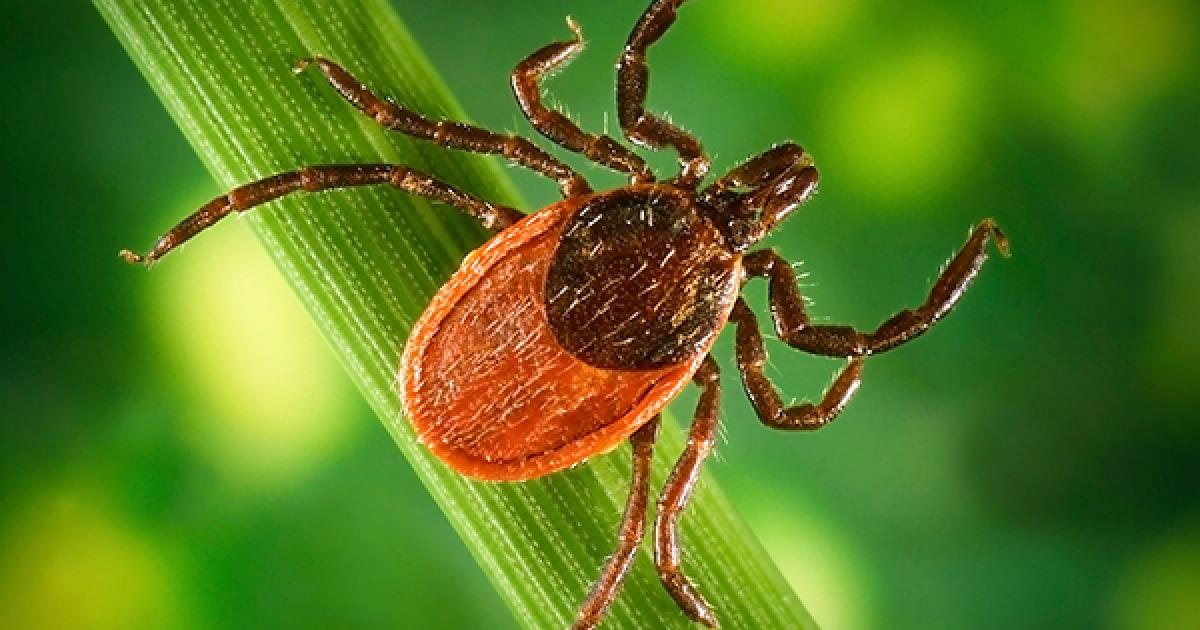 Click to enlarge Blacklegged (Deer) Tick