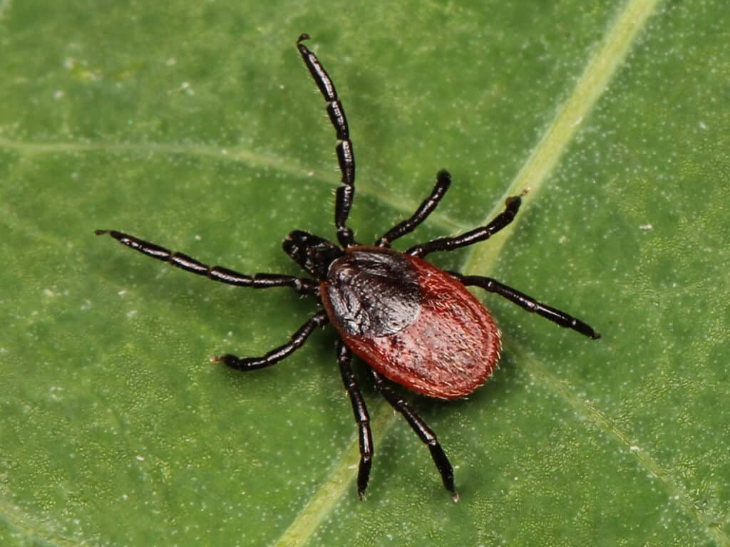 Click to enlarge Western Blacklegged Tick