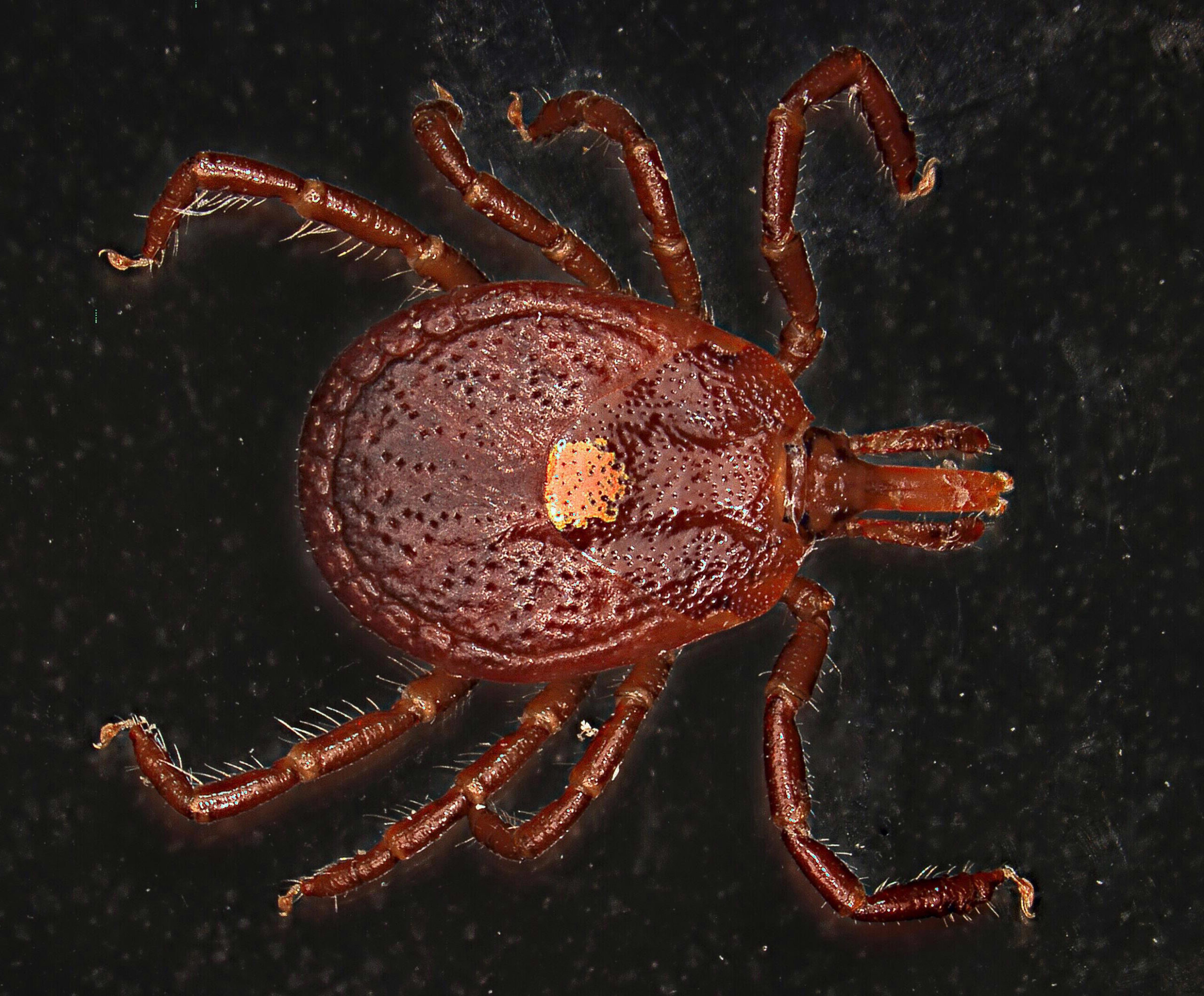 Click to enlarge Lone Star Tick