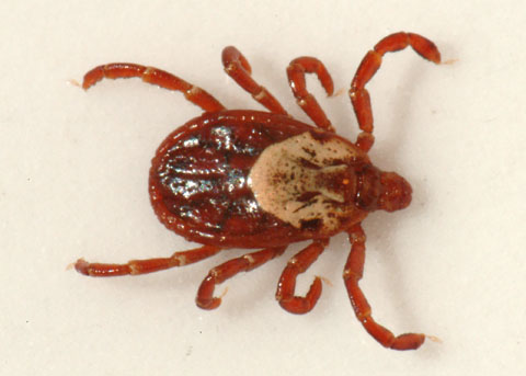 Click to enlarge Pacific Coast Tick