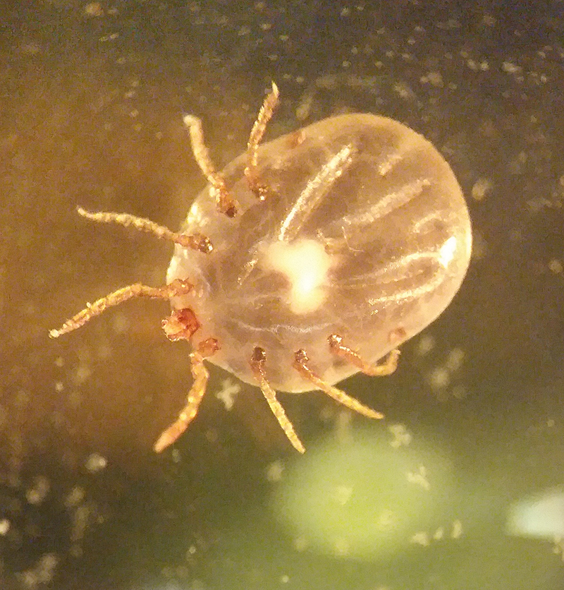 Click to enlarge Soft Ticks